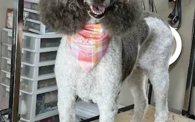 Christal's Doodles and More Grooming LLC in Millersburg, IN