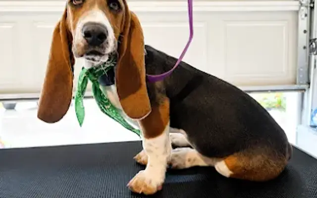 Mackenzie's Waggin Bubbles in Willis, TX