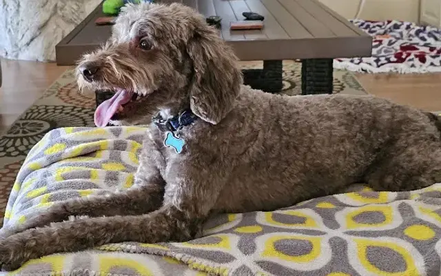 Whiskers & Tails Grooming in Helendale, CA