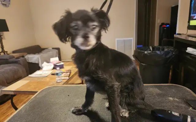 Dee's grooming and pet sitting in New Port Richey, FL