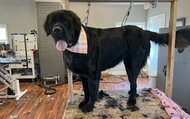 Pampered Paws Pet Salon in Fowlerville, MI