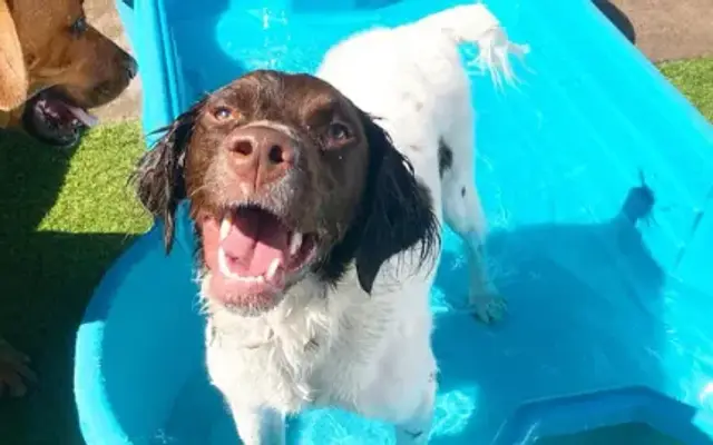 Canine Fitness & Fun Center in Denver, CO