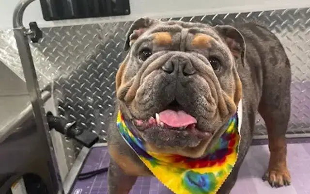 Mobile Pet Grooming Opa Locka in Port St. Lucie, FL
