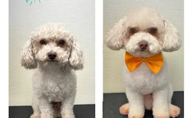 Blessed mobile pet grooming in Miami, FL
