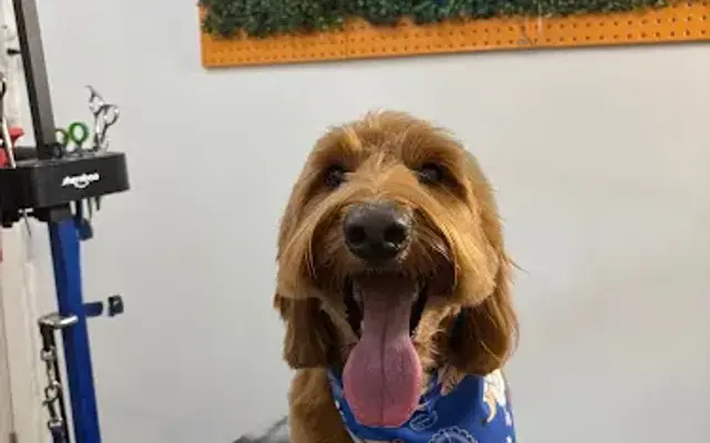 Pdx Pet Spa in Portland, OR