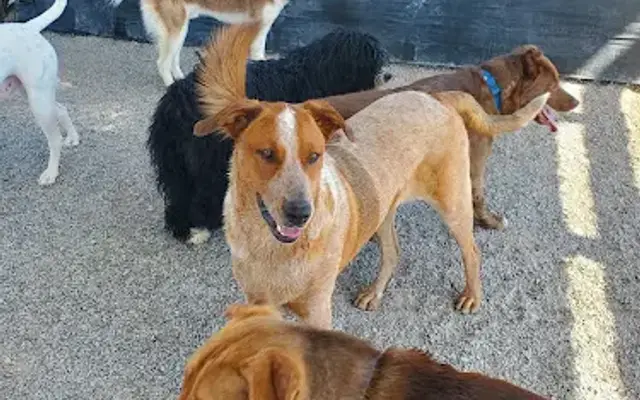 Mis Amigos Pet Care Center in Arenas Valley, NM