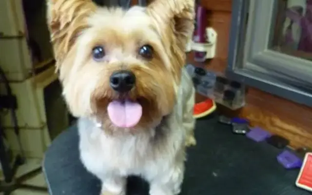 Nancy's Professional Dog Grooming in Franklin, NC