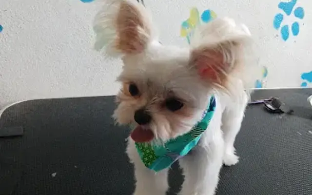 The good dog llc in Boynton Beach, FL