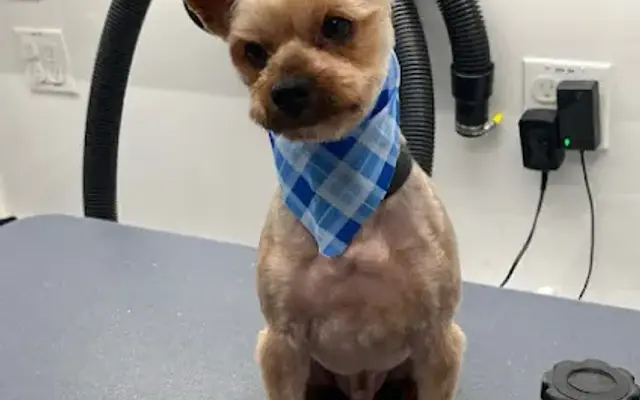 Pup Parlor in Houston, TX