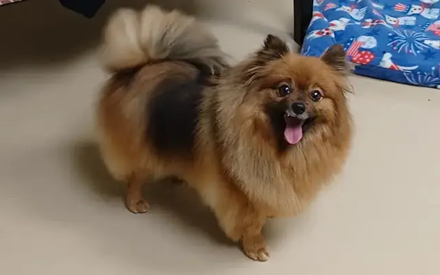D-Tails Pet Grooming in Traverse City, MI