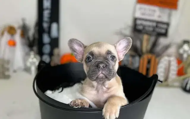 South Bay SD Mobile Pet Spa in San Diego, CA