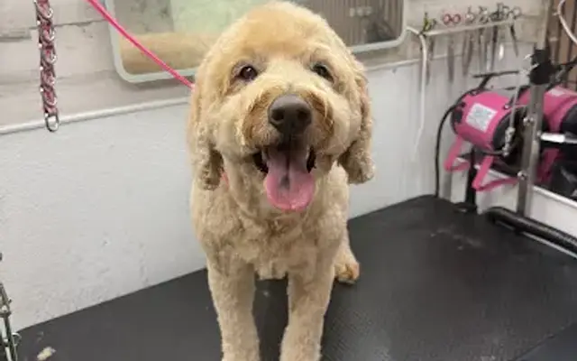 Bailey & Friends Mobile Dog Grooming in Brentwood, TN
