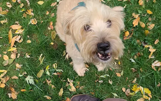 Joco Barking Club in Lenexa, KS