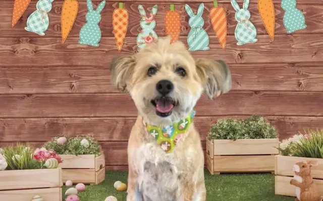 "Holy Paws Spa" in Terre Haute, IN
