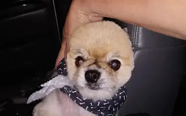 Dee's Pampered Pets Inc in Lacombe, LA