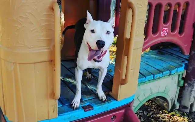 Francis Kennels in Xenia, OH