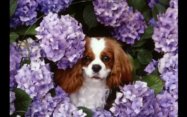 The Roamin' Bath Mobile Pet Grooming in Sherman Oaks, CA