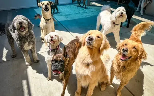The Village Pup in Palm Desert, CA