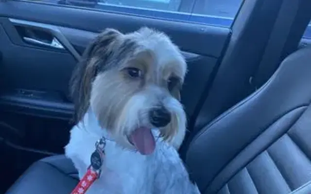 Dog Grooming at Rubber Doggies in Cibolo, TX