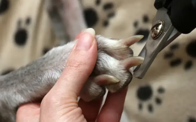 Just Groom It By Leah in Orangevale, CA