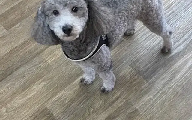 Clip N' Fluff Certified Pet Grooming in Elkhorn, WI
