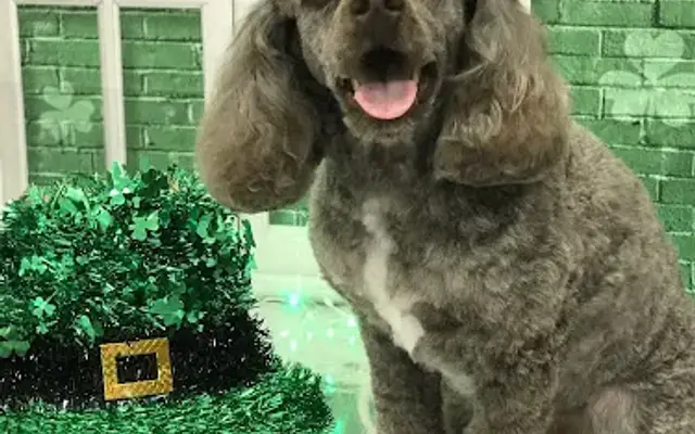 The New York Groomer in Sarasota, FL