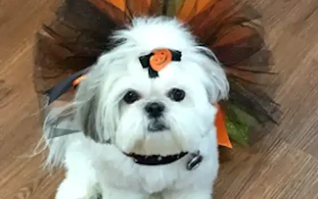 Dog Gone Cute Grooming & Bowtique in Niceville, FL