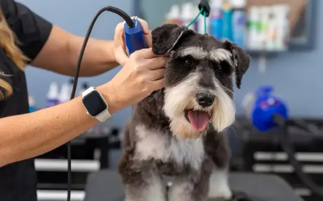 Pet Cuts in San Marcos, CA