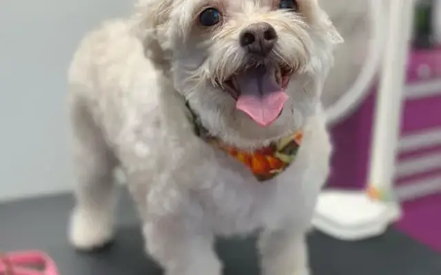 With Love Mobile Grooming LLC in Simi Valley, CA