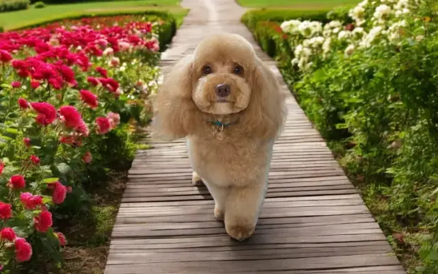Angel Care Pet Grooming Spa in Daytona Beach, FL