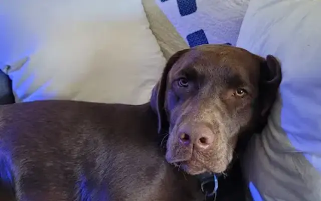 Country Side Pro Grooming in Grass Lake, MI