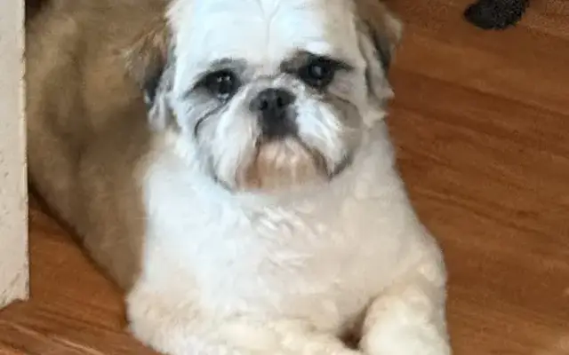 Bex Grooming in Stafford, VA