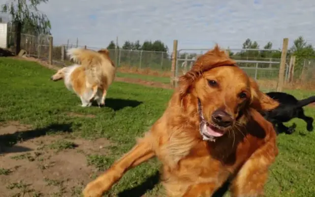 Hyline Hotel for Dogs in Everson, WA