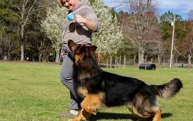 Mythos Kennels LLC in Statesboro, GA