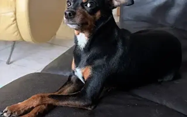 Nayo Mobil Grooming in Miami, FL
