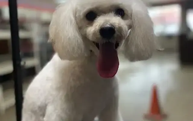 Galaxy grooming in Monroe, WA
