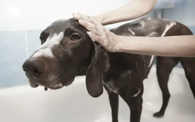 Jackie's Grooming in Tujunga, CA
