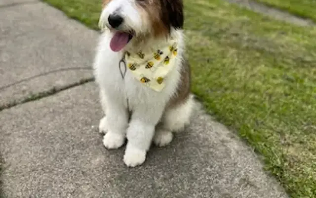 Diva Dog in Niagara Falls, NY