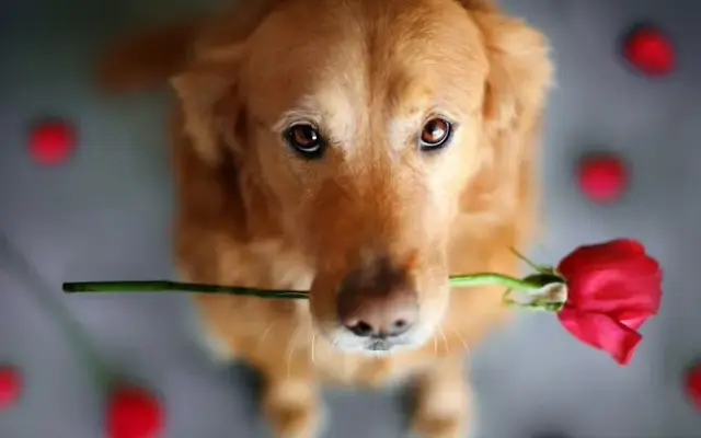 Daisys Dog Grooming And Pet Supplies in Palmetto Bay, FL
