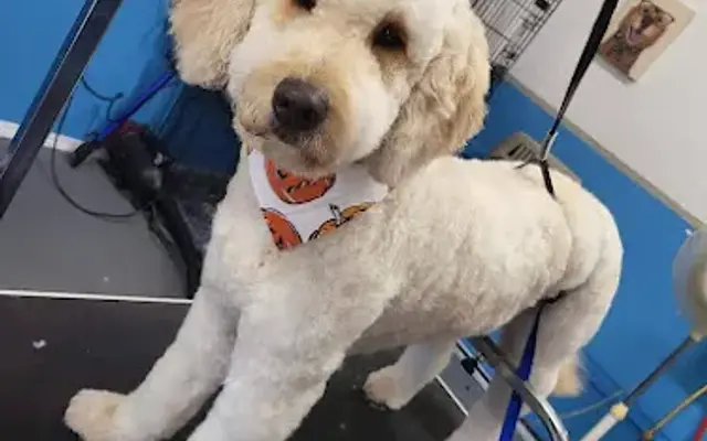 Felicitys dog spa in Alamo, TN
