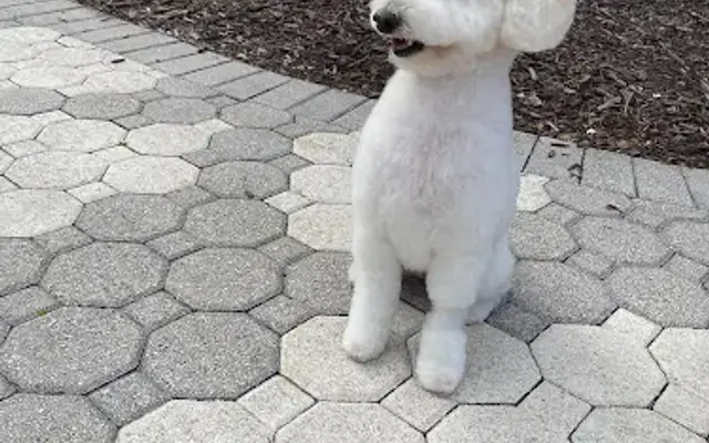 Pet Miami Clip in North Miami, FL