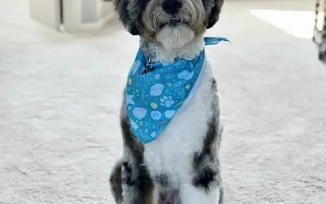 Paws Fur Pet's Grooming LLC in Holland, OH