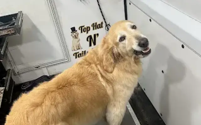 Top Hat N Tails Grooming in Prescott Valley, AZ