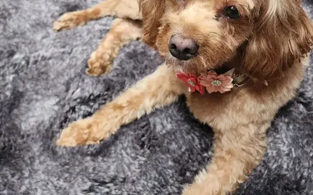 PetSmart Grooming in Nesconset, NY