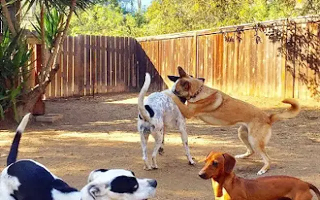 Pets In Paradise in Escondido, CA