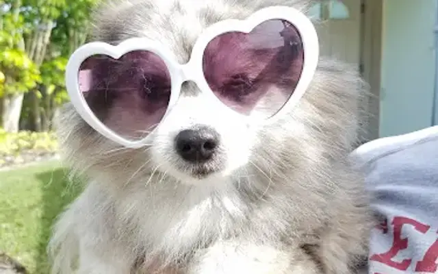 Suni Daze Pet Grooming Inc in Jupiter, FL