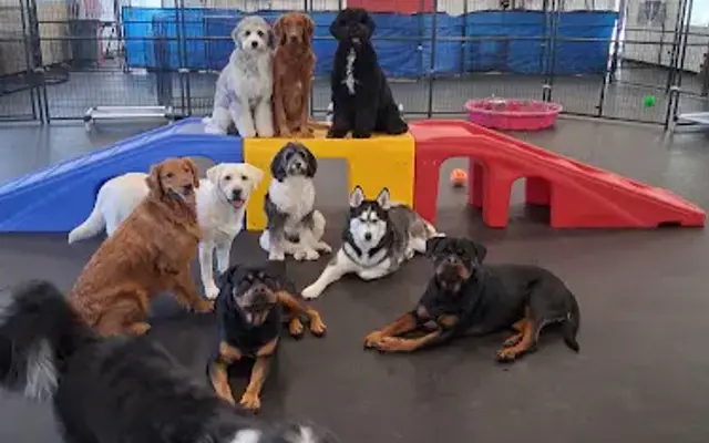 Sport Dogs Complex in Elkhart, IN