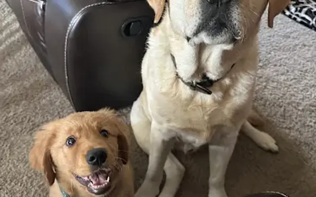Kyra's Pet Sitting Service in Collegeville, PA