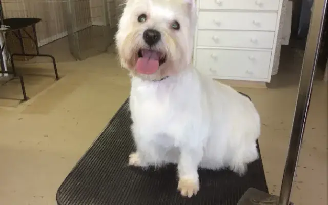 Camp Ruffcuts & Day Spa in Lincoln University, PA