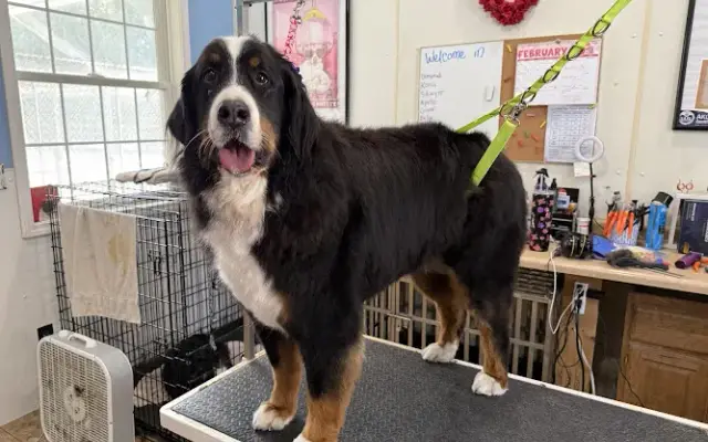 Liv’s Paw Spa LLC in Wheatfield, IN